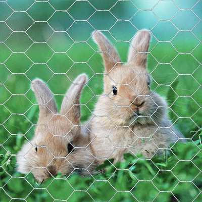 Electro Galvanized Hexagonal Wire Mesh Egg Basket gabion wire mesh panels  hexagonal mesh fabric