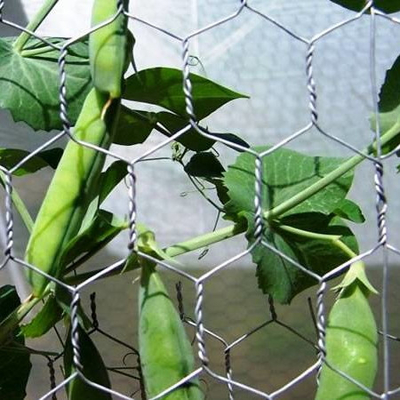 Factory supply 1" chicken hot dipped galvanised hexagonal wire mesh
